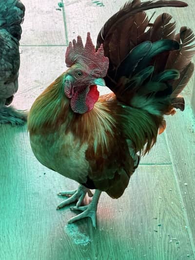 English game male and blue bantam females breeder