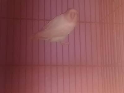 BLUE love bird 