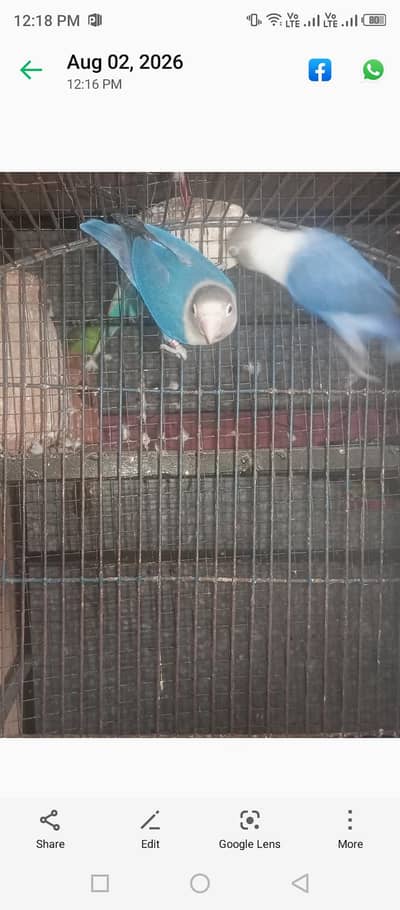 love birds and sparow 10month ka pair hai love birds breedar
