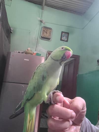 parrot hand taim apni Marzi se Bolta he hat pe khud ajata he