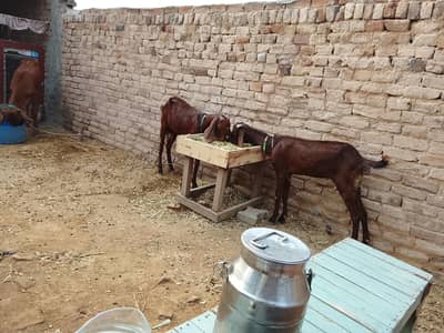 2 bakriay 2 male bachay next qurbani b lagty han for sale