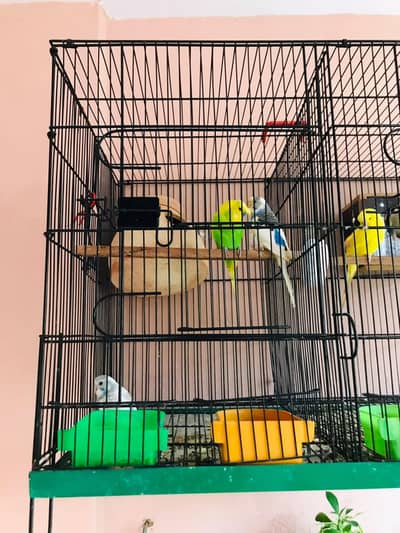 Australian parrot with chick and cage