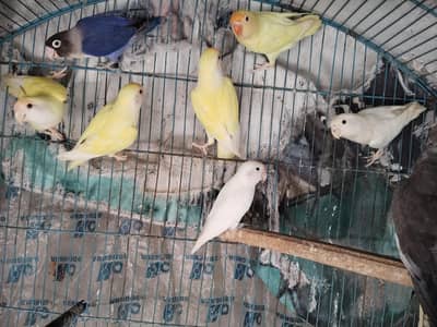 love bird mix colour