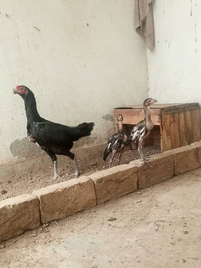 Aseel Hen with 2 chicks