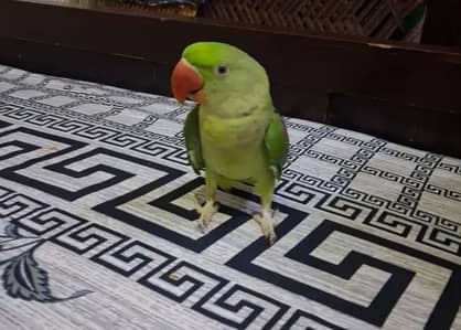 Raw Kashmiri Parrot