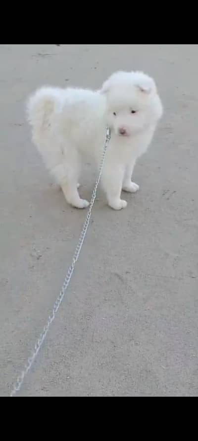 Russian dog for sale male or female my WhatsApp 302=6941=814