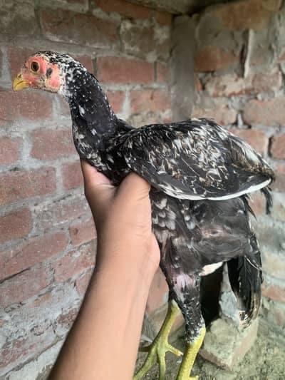 Parrot beak shamo cross