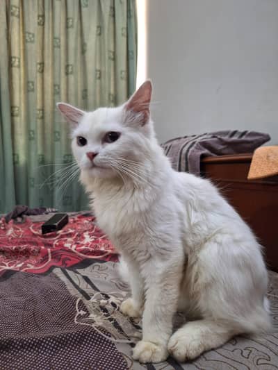 white persian kitten for sale