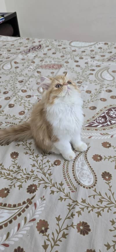 Piki face kittens I Exotic persian kittens I Extreme Punch