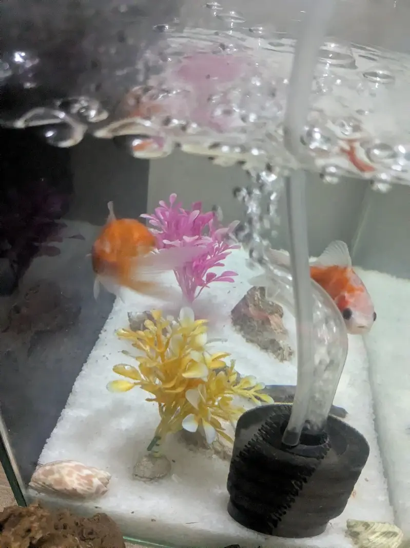 Guppy fish available wholesale rate hai urgent sale — photo 8