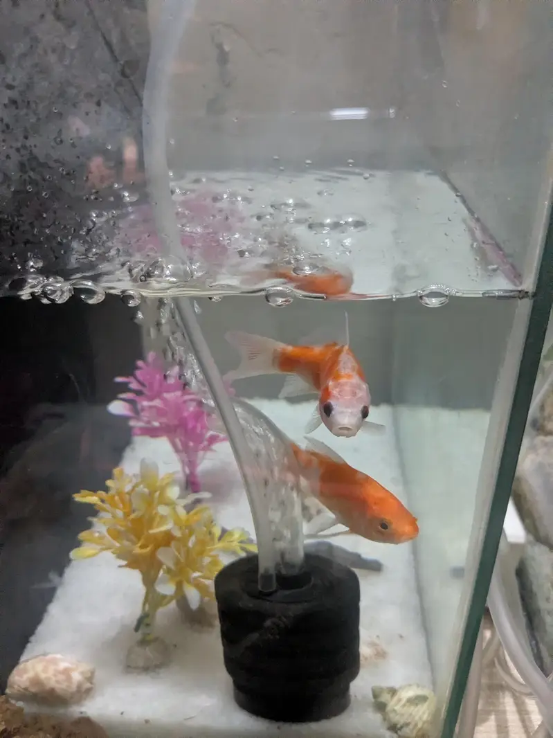 Guppy fish available wholesale rate hai urgent sale — photo 9
