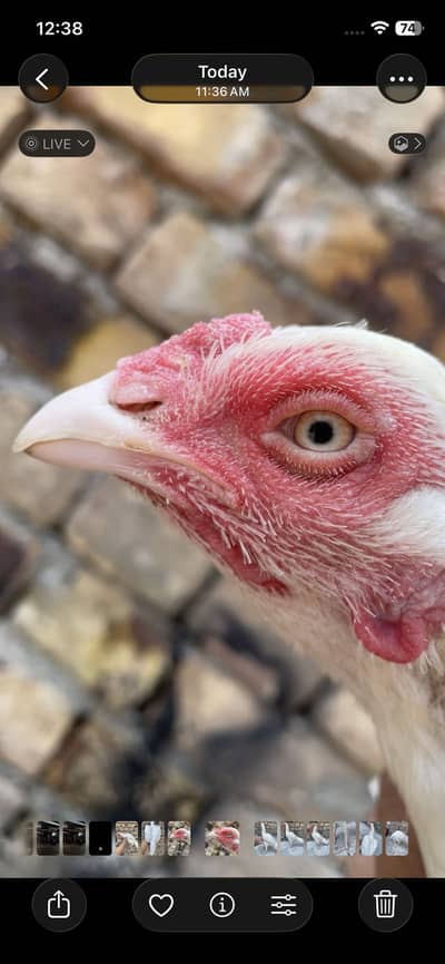 Paper white heera aseel hen for sale