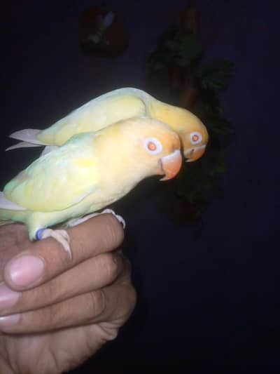 creameno tamed pair for sale