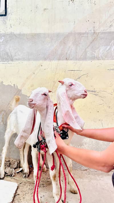 gulabi bakri jori