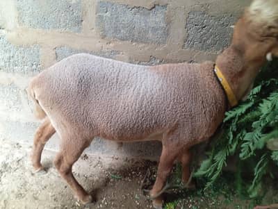 Mundra Sheep – Healthy, Heavy & Active | Best Quality