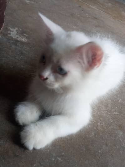 Pershian kitten