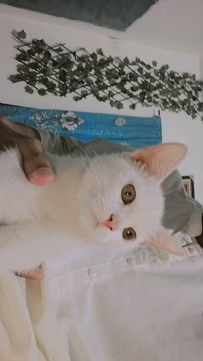 female semi persian