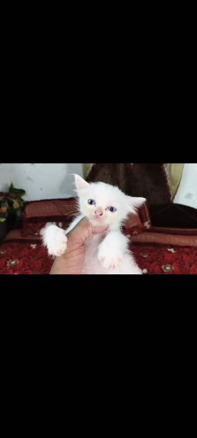 beautiful kitten Persian