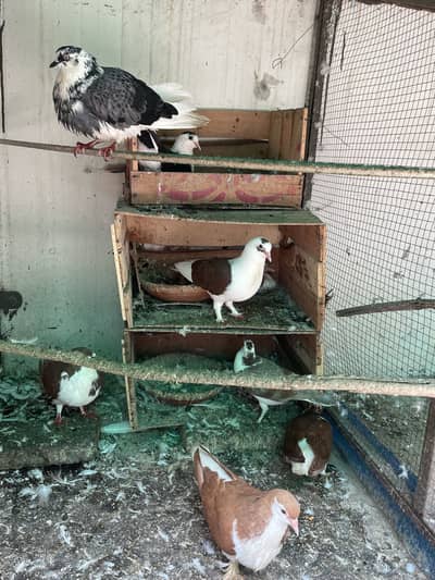 Sherazi 7pcs breeder