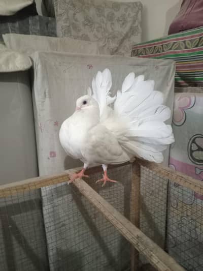 White and Black Tail Lackay Pigeon