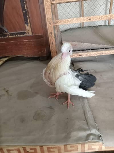 Black Tail Lacka Pigeon