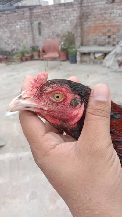 aseel pathy available