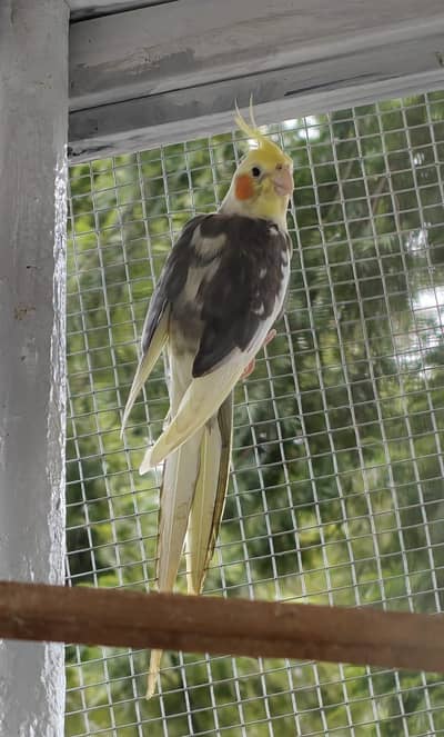 Cockateil Male Only