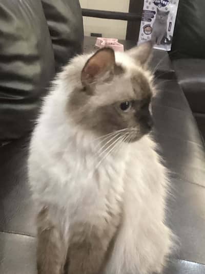 Breeding Pair of Himalayan Cats