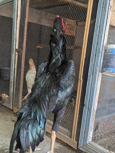 aseel jerman o shamo male/chiks and silky available