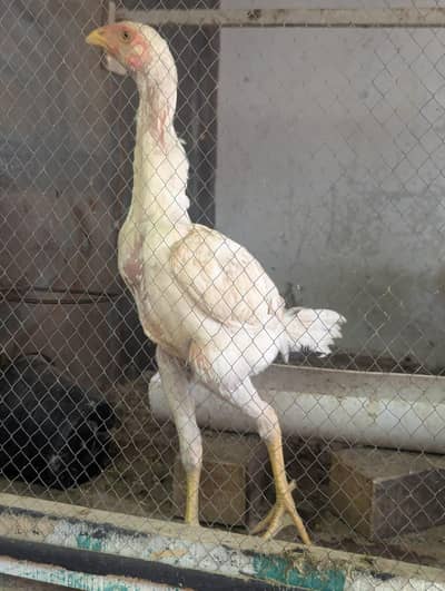 jerman o shamo chiks aseel chiks and silky available