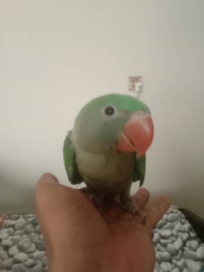 2 raw parrot with cage