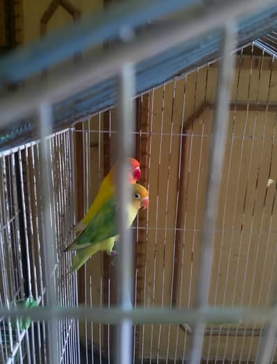 love bird pair good quality whtsp 03007835589