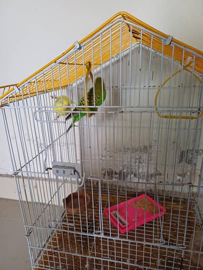 Australian parrot with gage