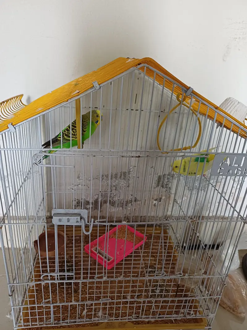 Australian parrot with gage — photo 2