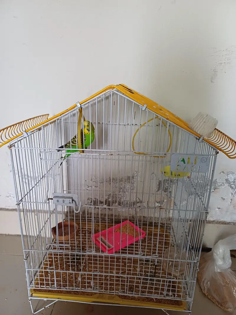 Australian parrot with gage — photo 3