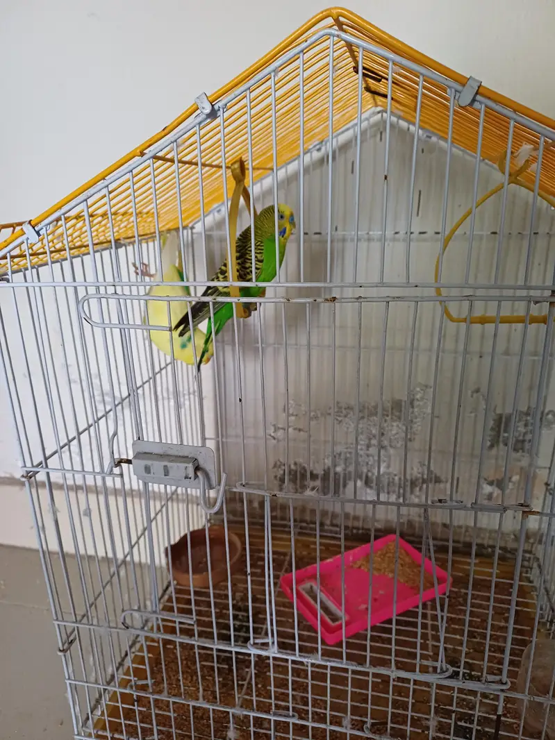 Australian parrot with gage — photo 4