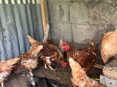 Lohman brown hens for sale