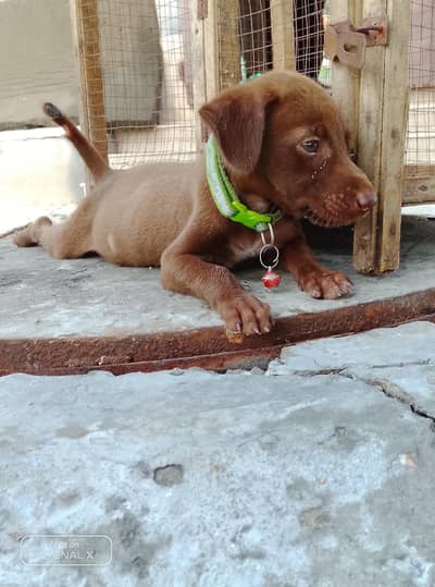 German pointer puppy female full active