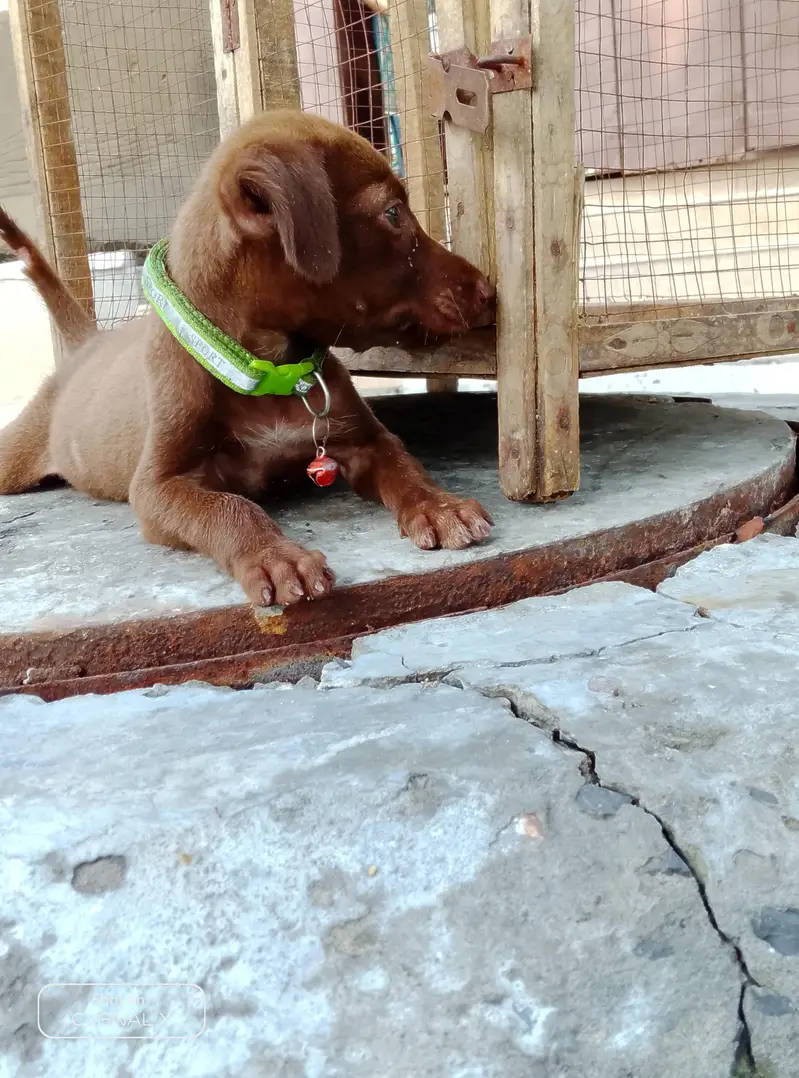 German pointer puppy female full active — photo 2