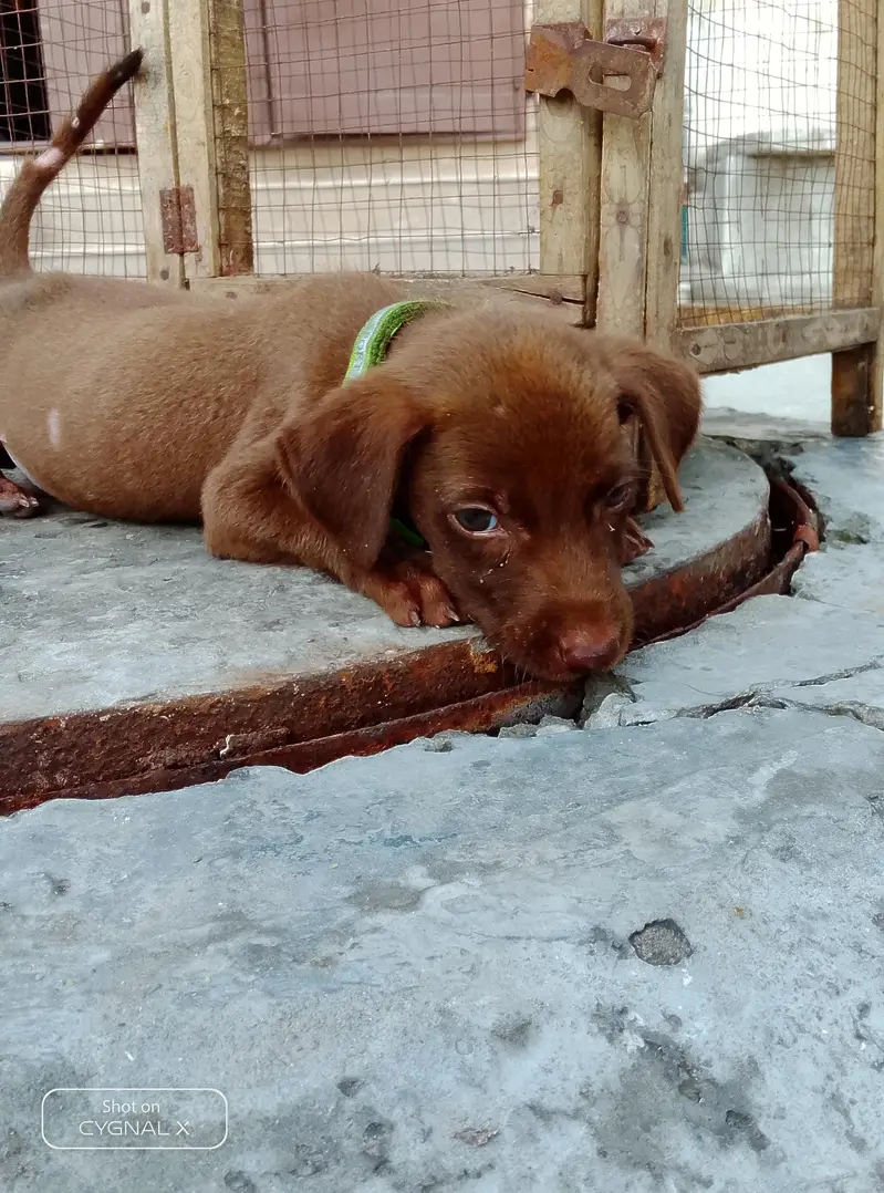 German pointer puppy female full active — photo 3