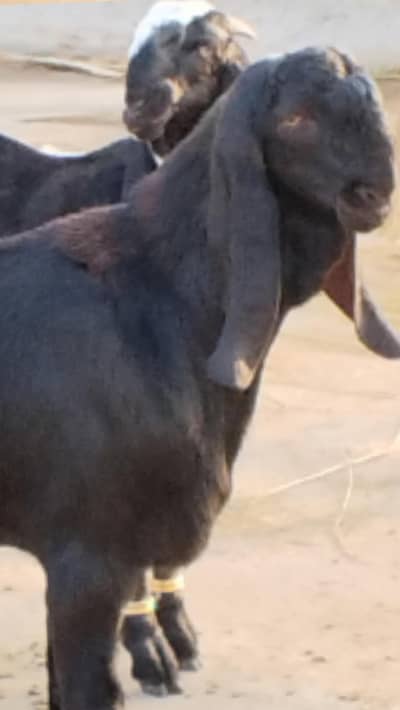 black beauties/bakra