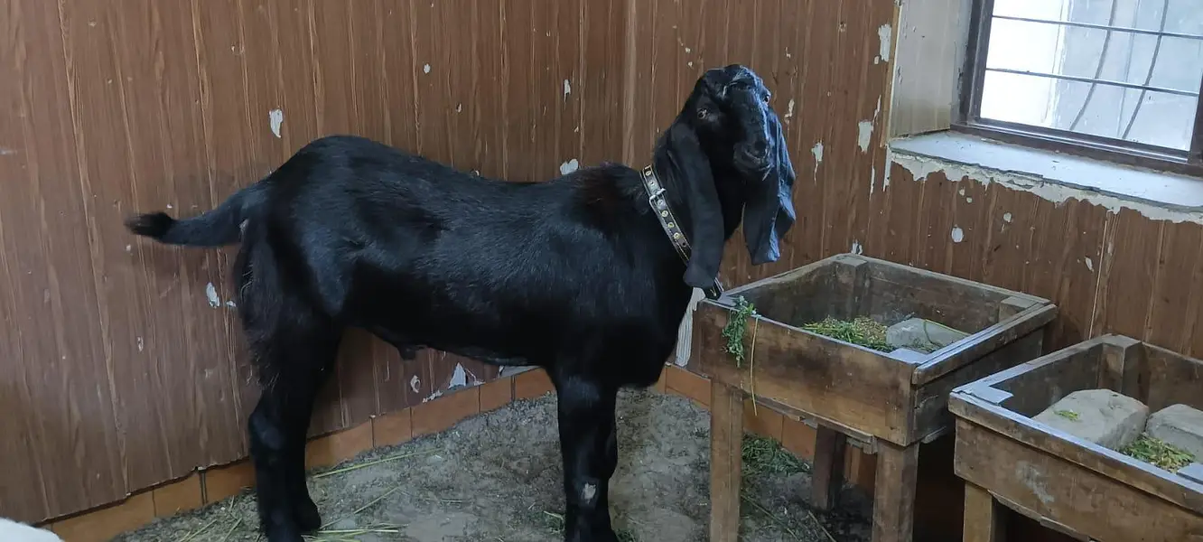 black beauties/bakra — photo 2