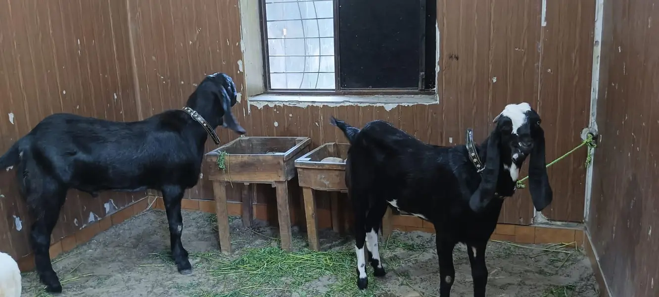 black beauties/bakra — photo 3