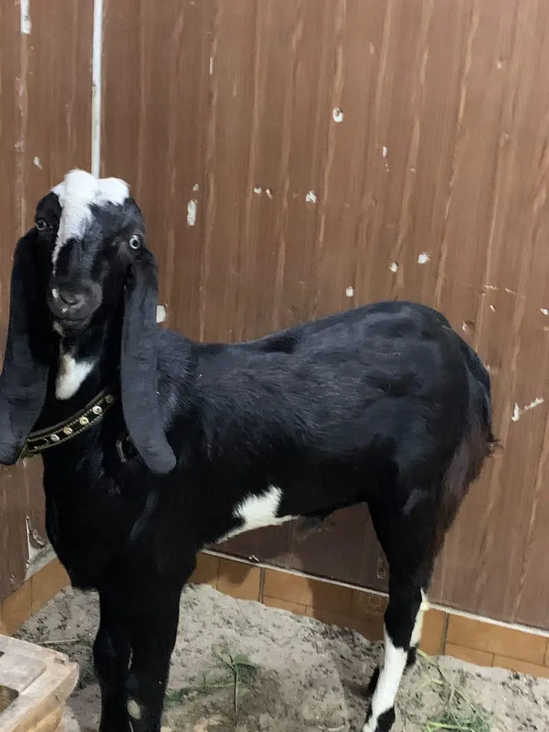 black beauties/bakra — photo 4
