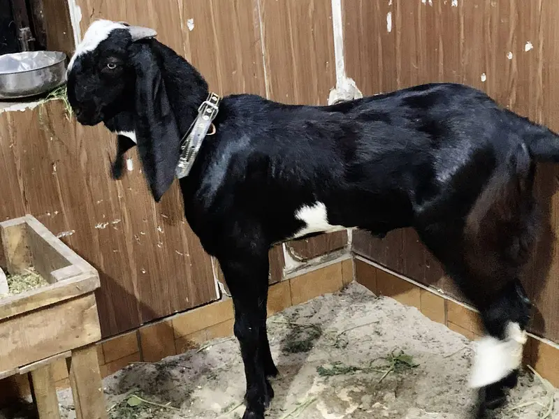 black beauties/bakra — photo 5
