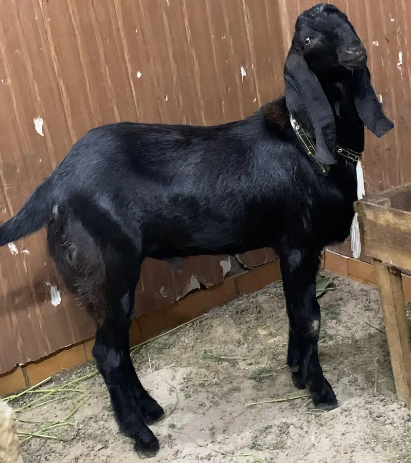 black beauties/bakra — photo 9