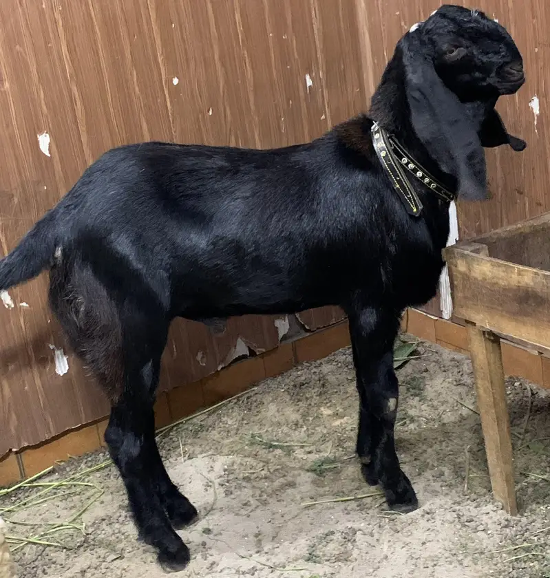 black beauties/bakra — photo 10