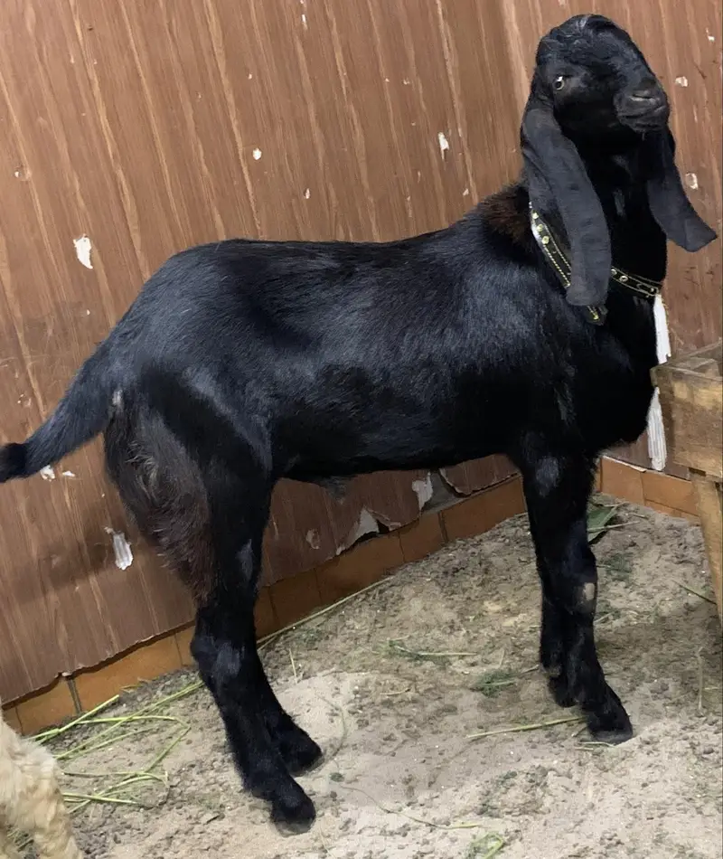 black beauties/bakra — photo 11
