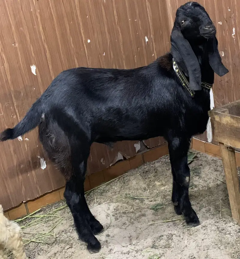black beauties/bakra — photo 12