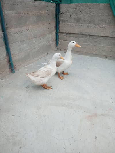 ducks